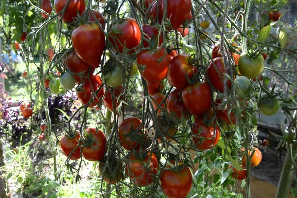 tomatoes Tarasenko 2