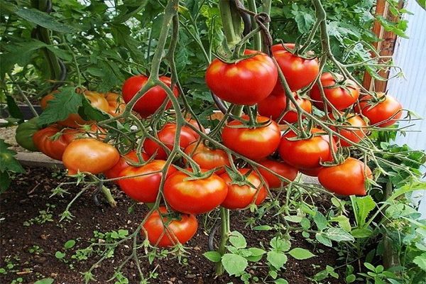 tomatäggstockar