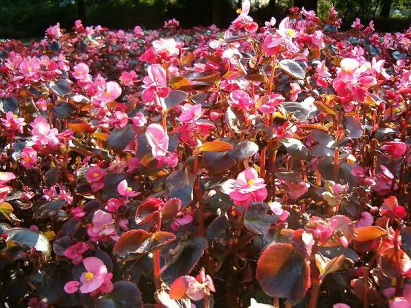 begonia's voeden