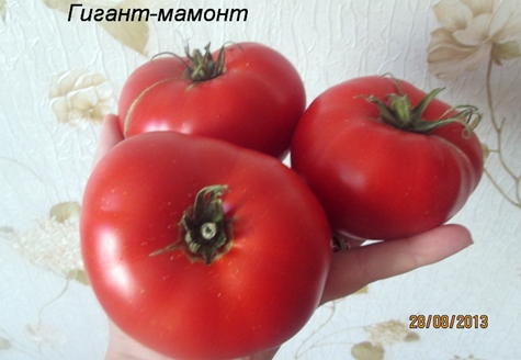 appearance of a giant mammoth tomato