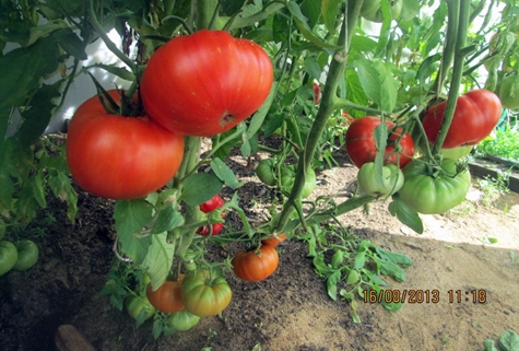 arbustos de tomate gigantescos