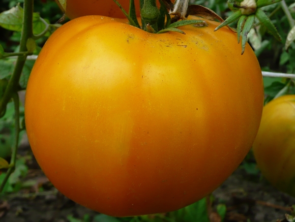 Oranžové obří rajče 