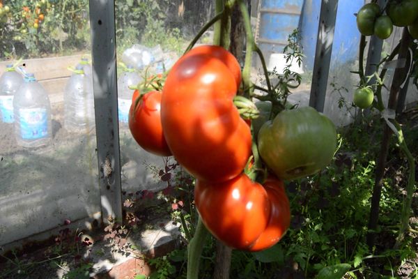 výsadba rajčete