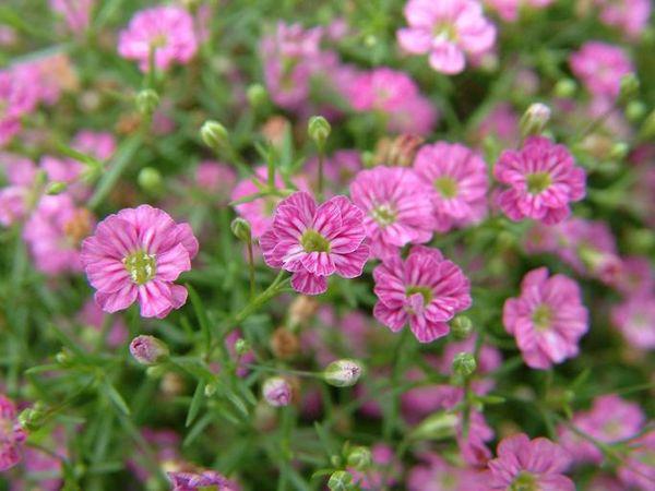 Gypsophila repens