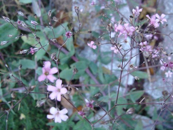 Gypsophila Pazifik 