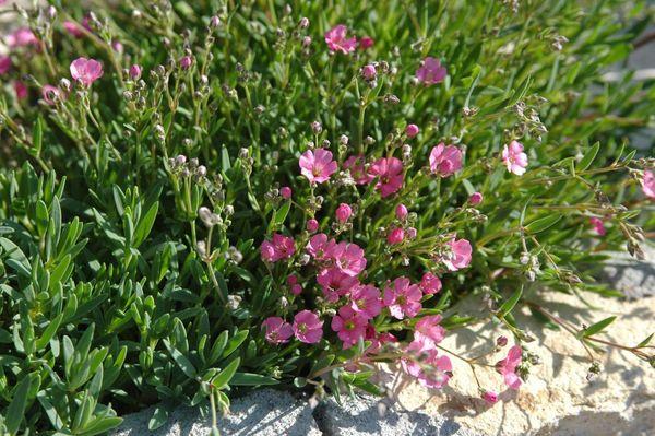 Gypsophila zeď