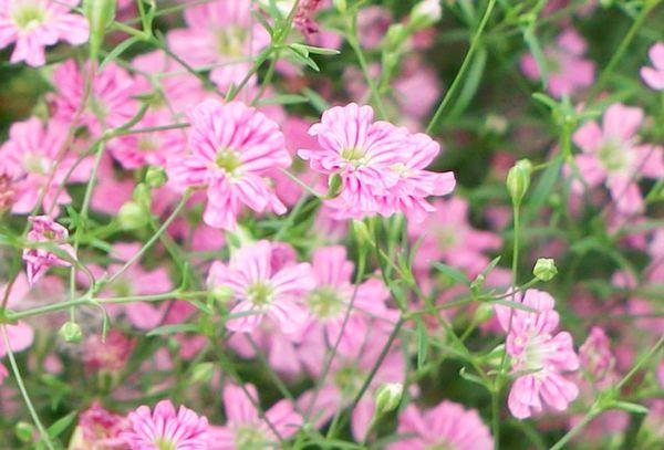 Gypsophila květina