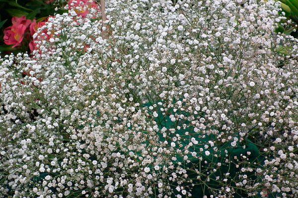 Gypsophila anmutig