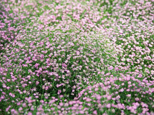 Gypsophila globulus