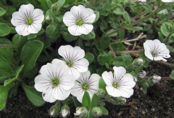 Gypsophila yaschilokovidny