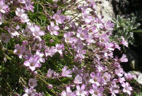 Gypsophila-Ausschreibung