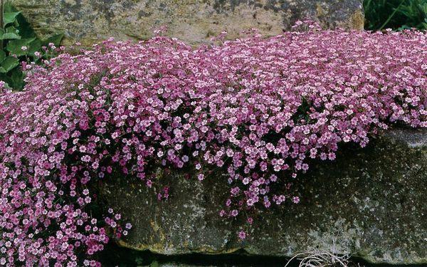 Gypsophila-Wand