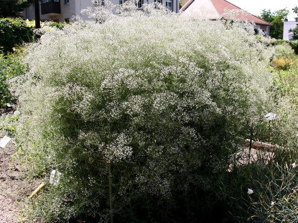 Gypsophila pavučina