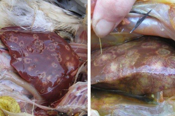 histomoniasis in turkeys