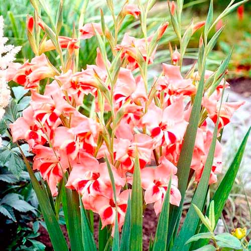 gladiolas Natālija