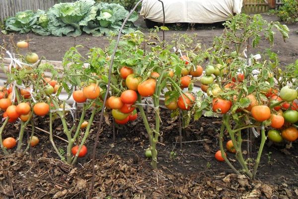 Tomaten anbauen