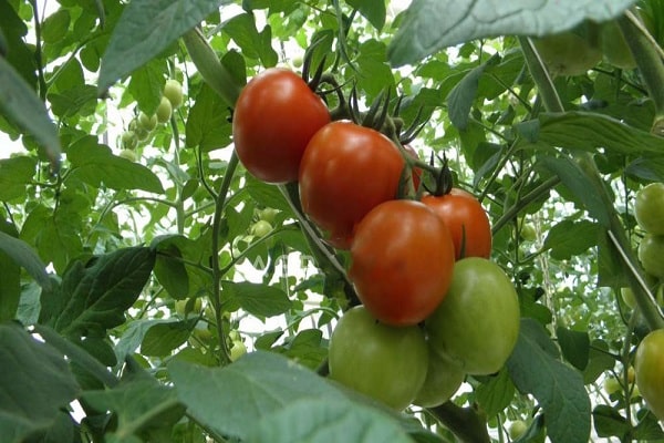 Tomaten-Raisa