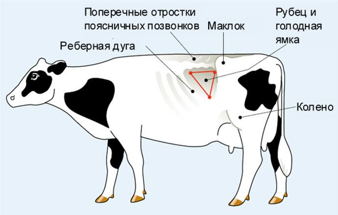 hungry hole in a cow