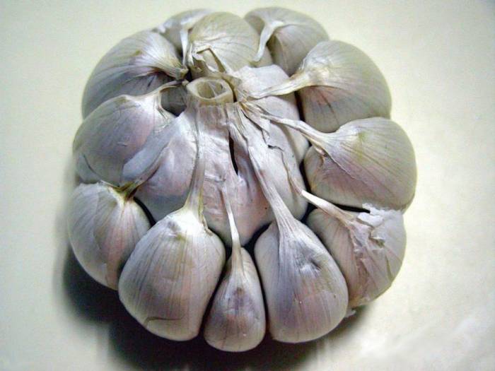 großer Knoblauch 