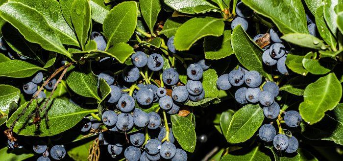 blueberry bushes