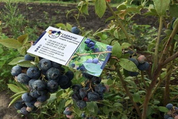 germinació a partir de llavors 