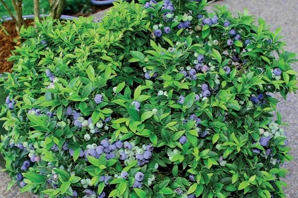 Popis a charakteristika odrůdy borůvky Bluecrop, výsadba a péče