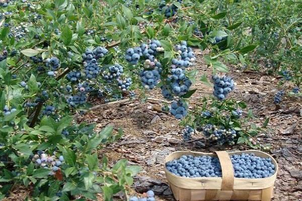 Beeren in einem Korb 