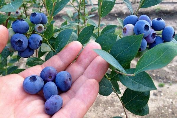 frische Beeren 