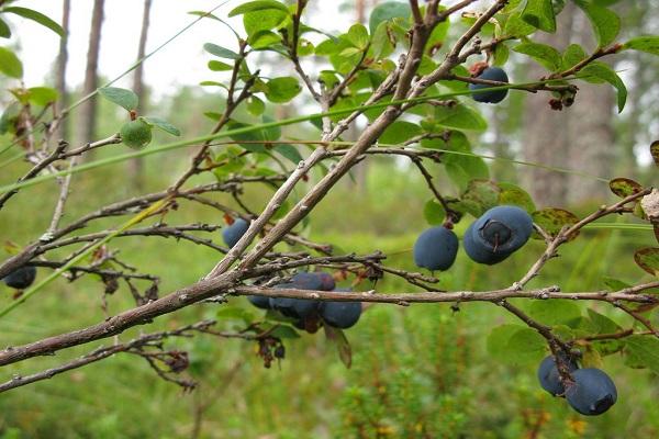 Waldbeere 