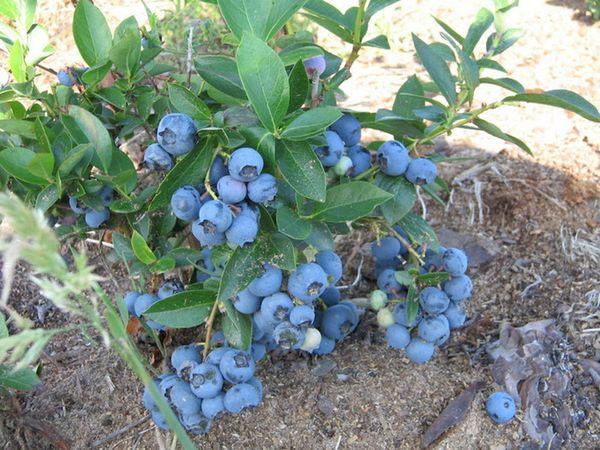 young blueberries