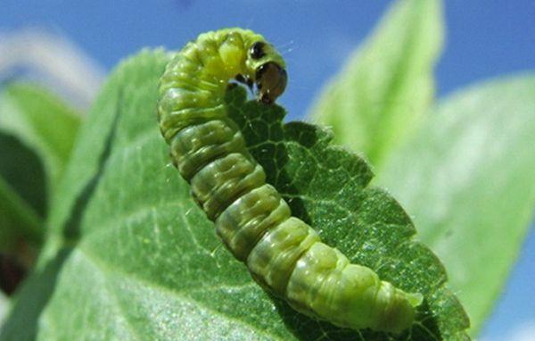 rups op een blad