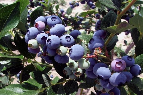 Blaubeer-Elizabeth