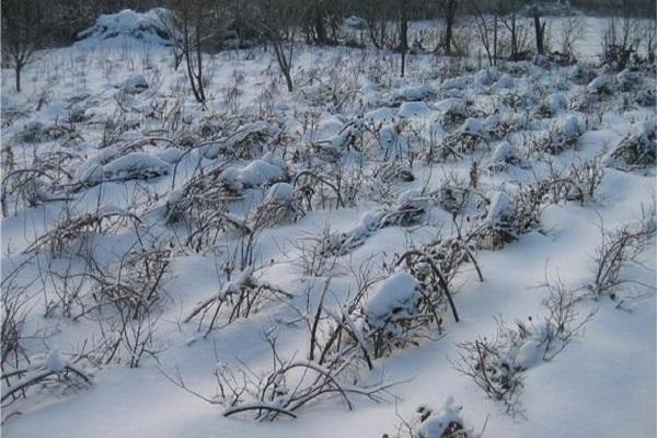 plant onder de sneeuw 