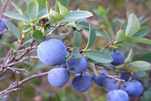 fruta de invierno 