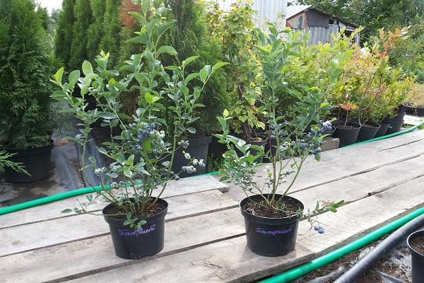 seedlings in a pot 