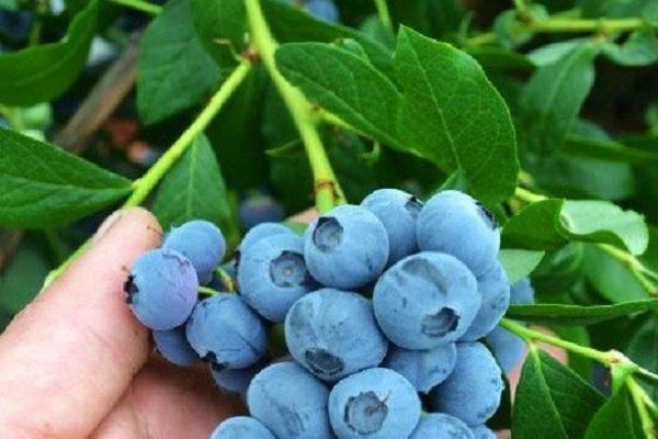 iba't-ibang blueberry 