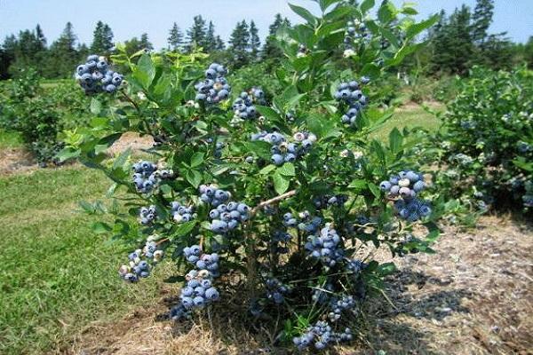 magparami ng blueberries