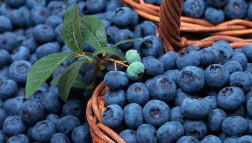 frische Blaubeeren