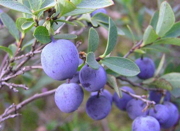 fruit de myrtille