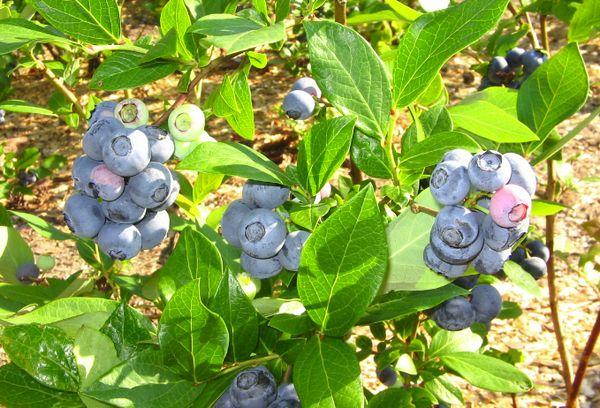 growing blueberries