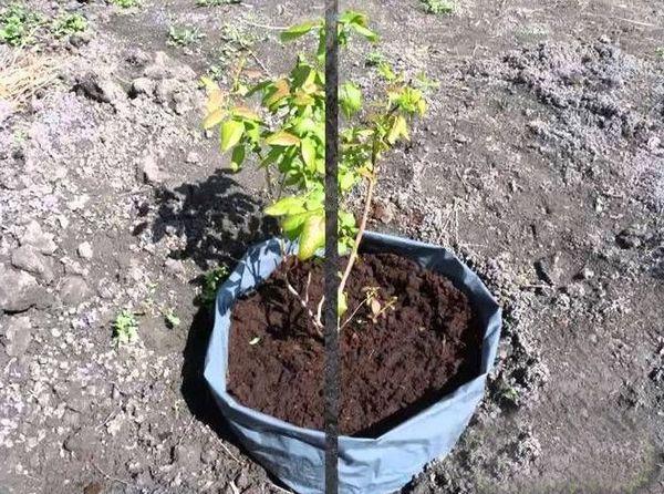 blueberry planting