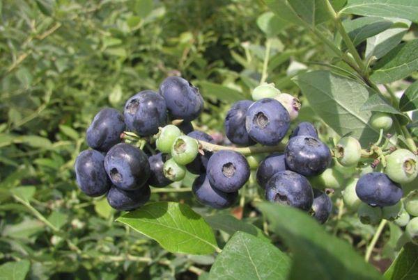 branch with blueberries