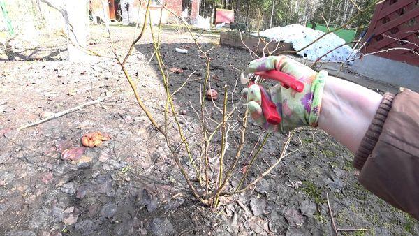 blueberry pruning