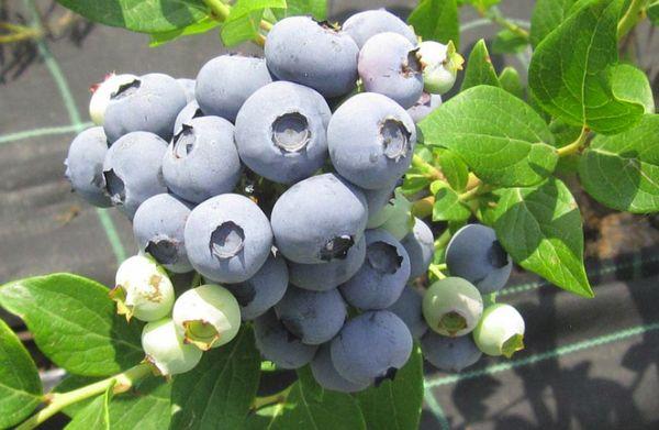 blueberry picking