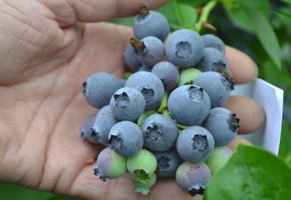 blueberry fruiting