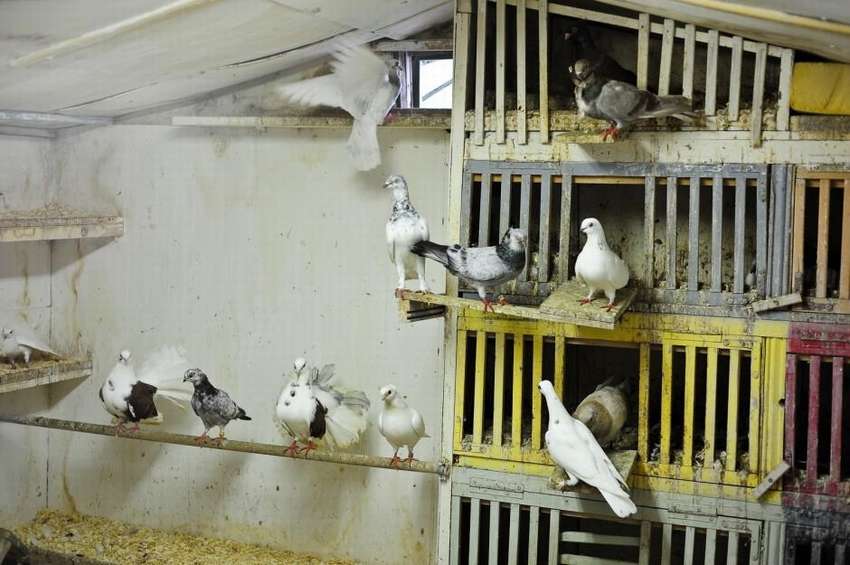 Aviaries for pigeons