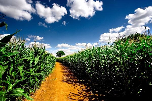 kukuřičné pole 