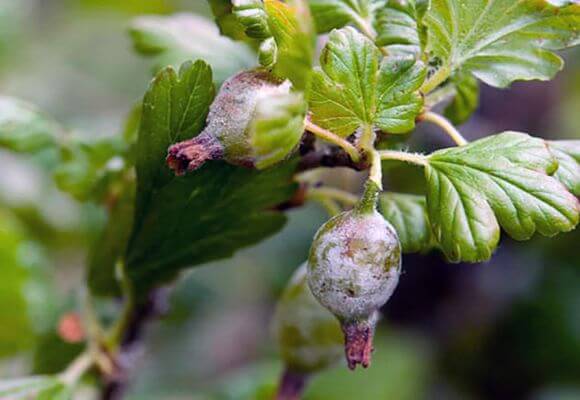 powdery mildew on gooseberries