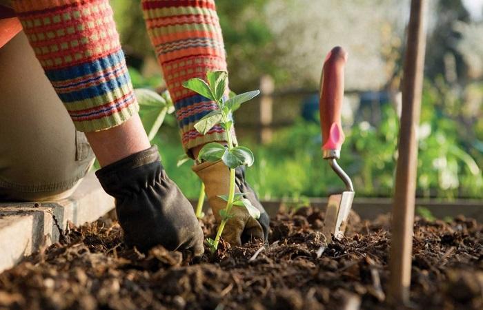 Hände auf dem Gartenbeet 