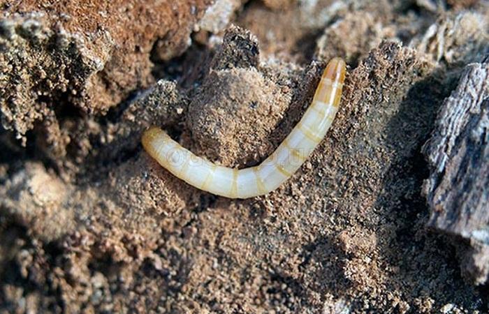 schädliche Schnecke 